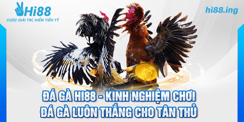 Đá Gà Hi88 - Kinh nghiệm chơi đá gà luôn thắng cho tân thủ